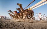 camel race 1
