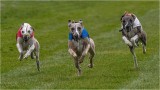 Whippet Racing Championships